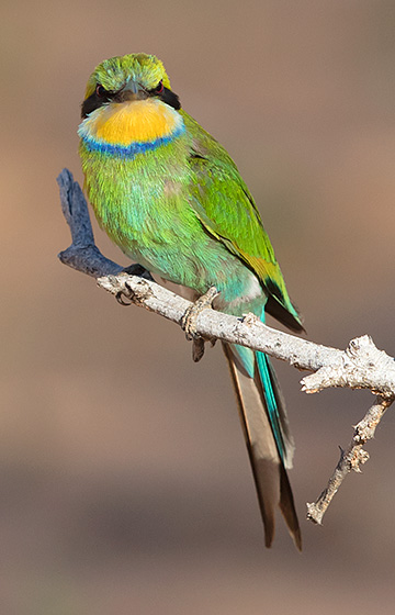 Swallow-tailed Bee-eater